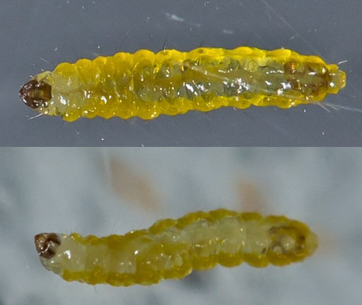 larva