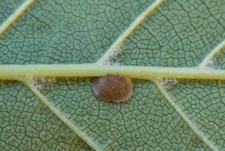 cocoon