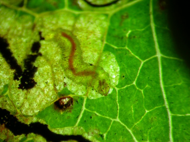 larva in mine