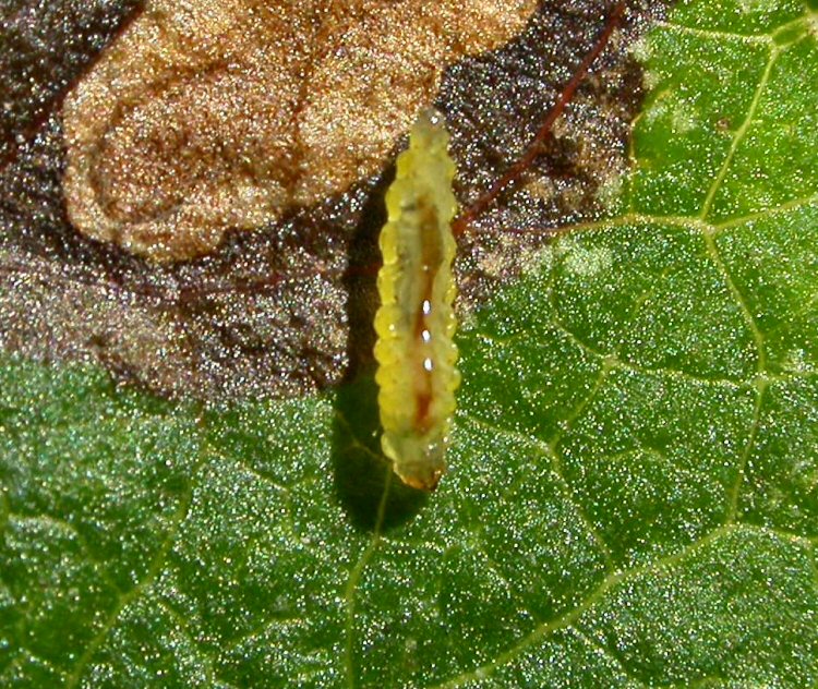 the larva is yellow
