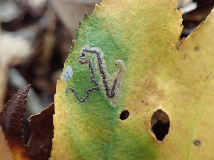 larva