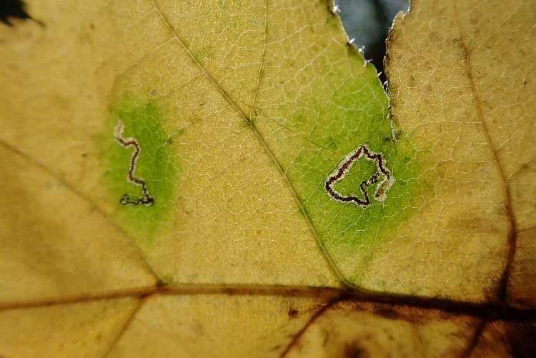 larvae in mines