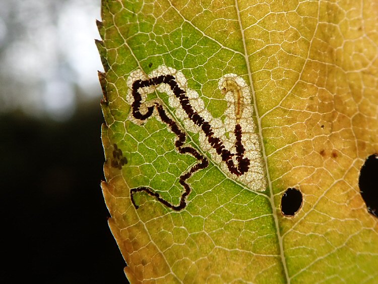 larva