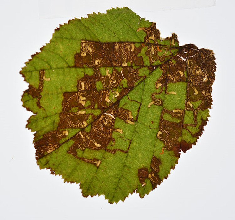 many mines in a leaf 