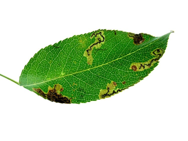 may be many mines in a leaf