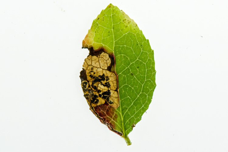 small blotch formed
