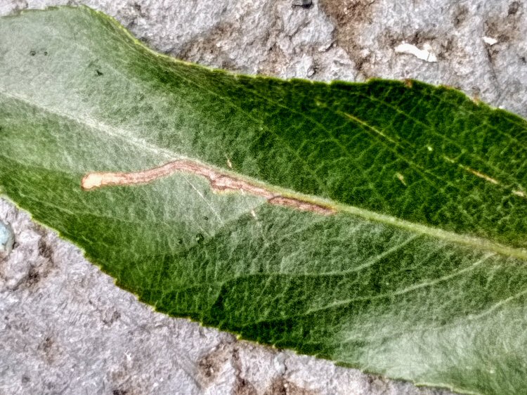 enlarged view of mine