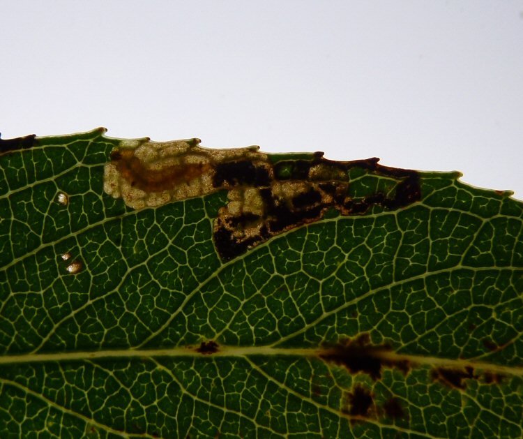 larva in mine