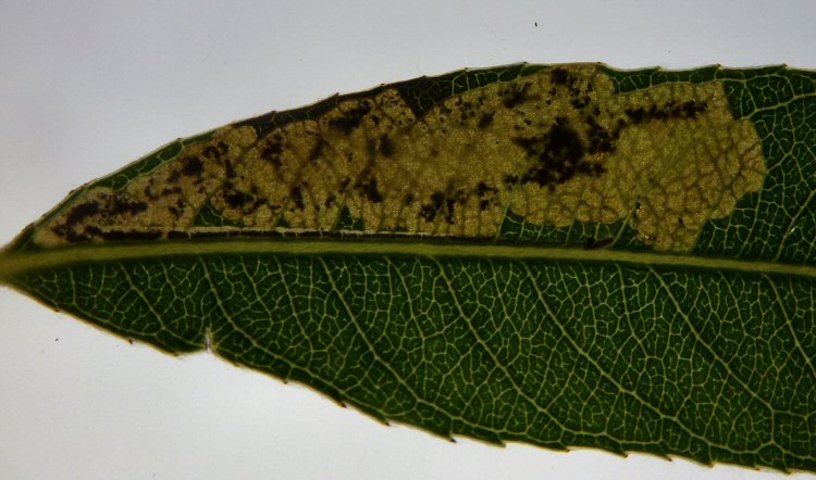 gallery leads to a blotch