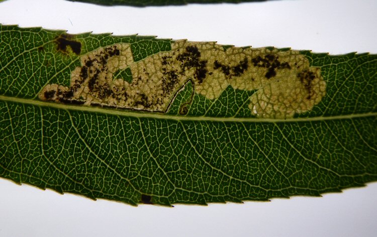 gallery leads to a blotch