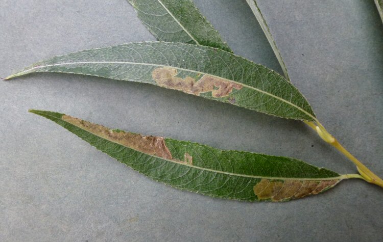 there may be more than one mine on a leaf