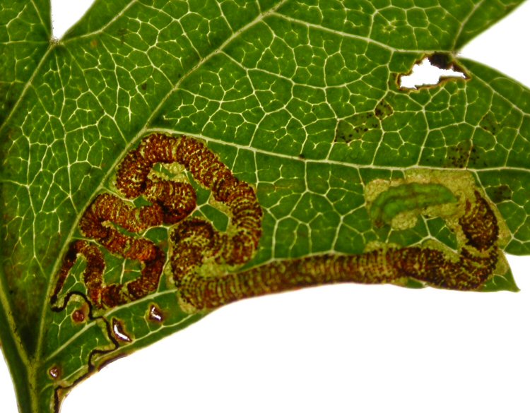 larva is green
