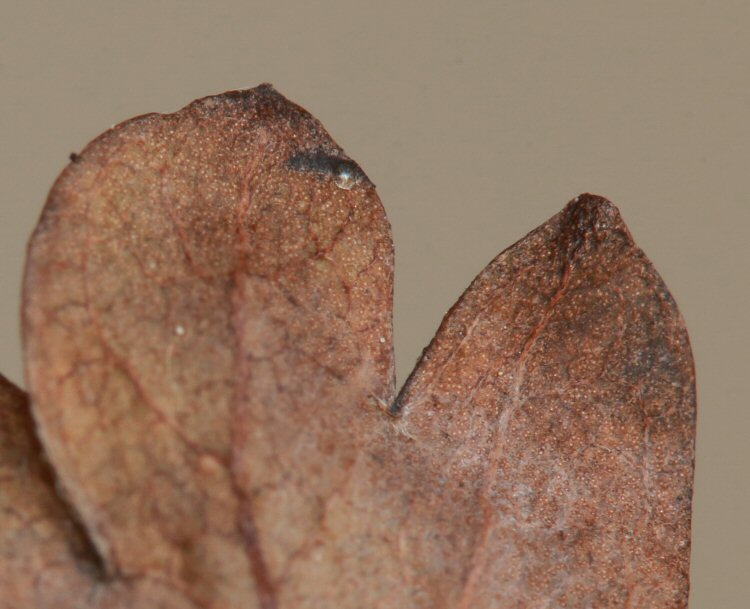 egg at lobe edge