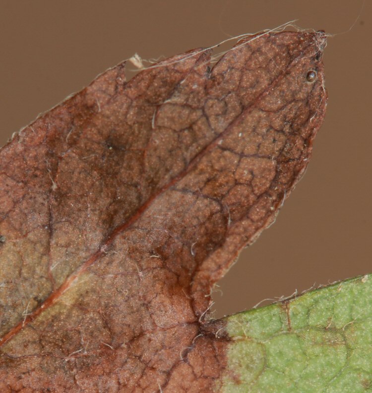 egg at lobe edge