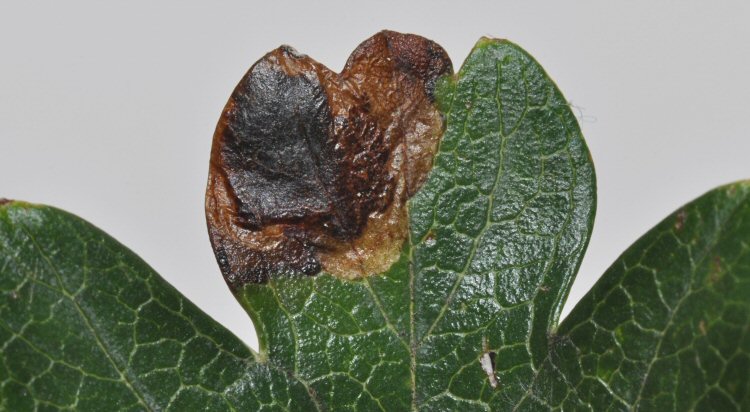 upper surface of leaf