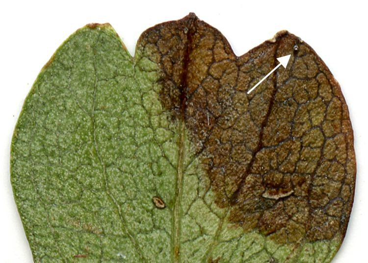 egg