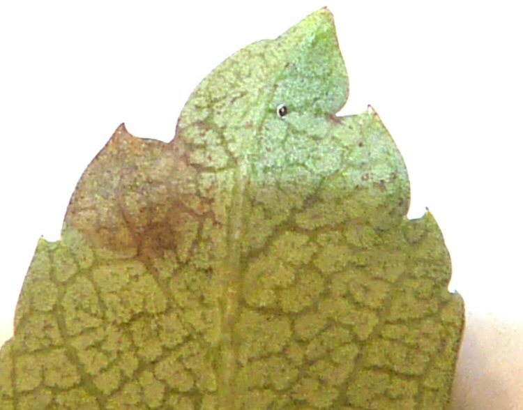 egg