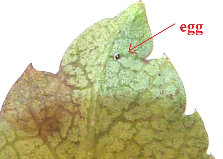 egg position