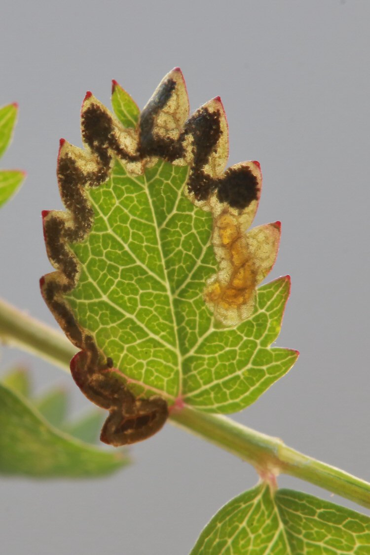 larva in mine