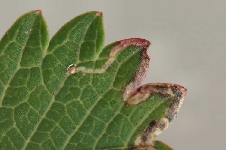 egg laid upperside of the leaf