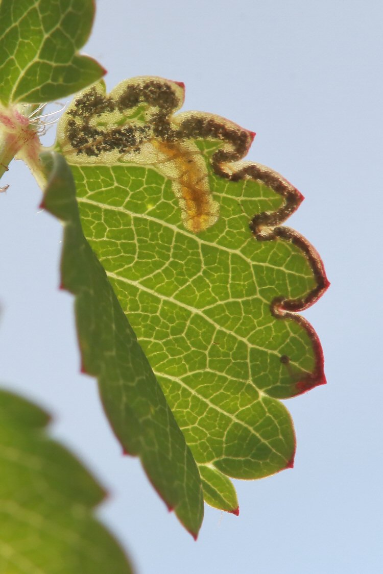 larva in mine