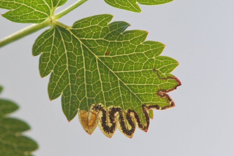 larva in mine