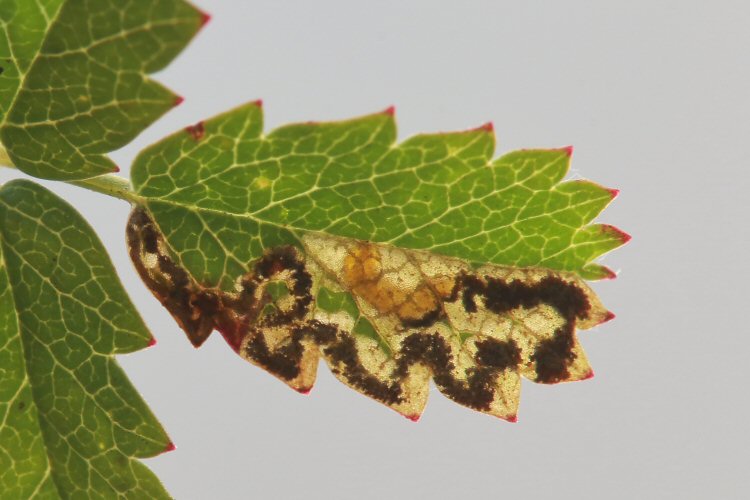 larva in mine