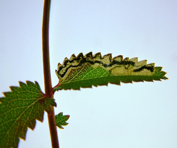 a gallery following the leaf edge