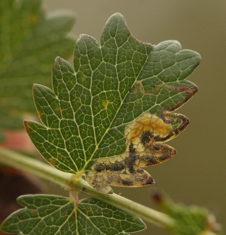 larva in mine