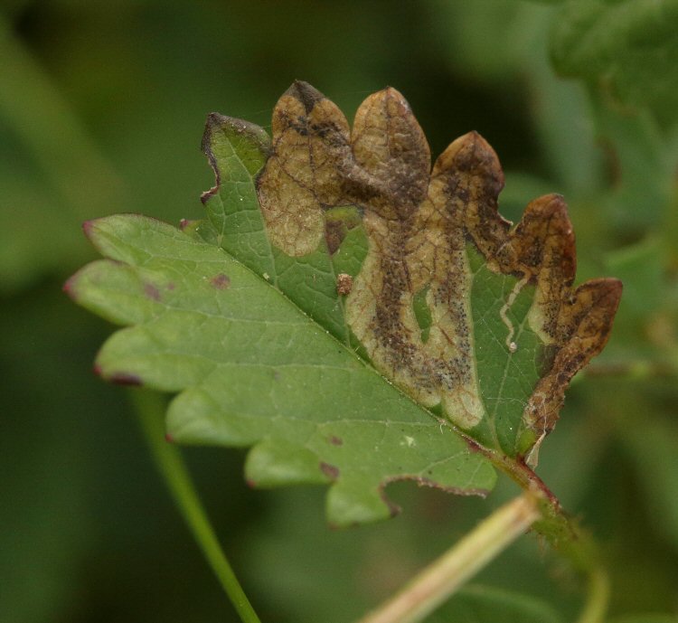 mine follows leaf edge