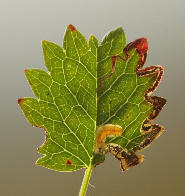larva in mine