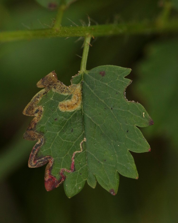 larva in mine