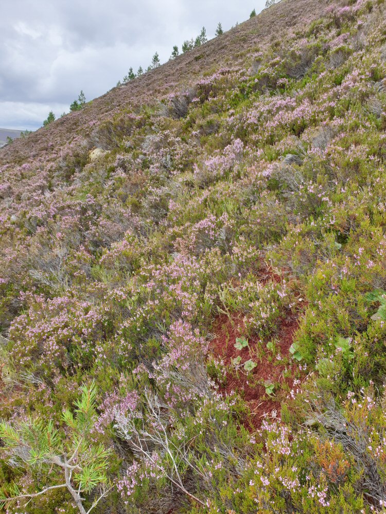 habitat