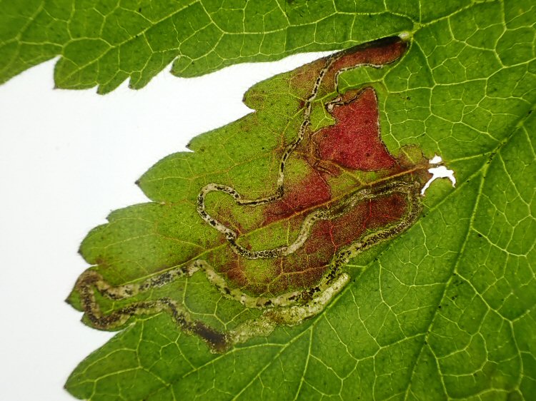 initial gallery usually follows a vein