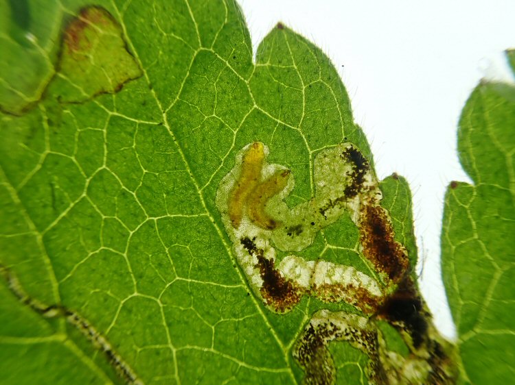 larvae