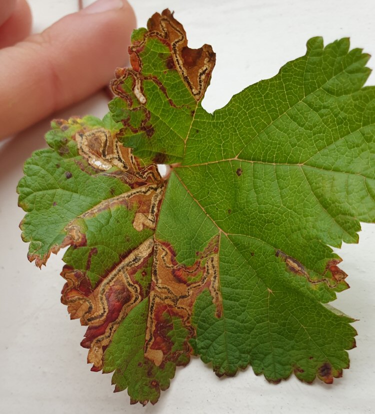 several mines in a leaf