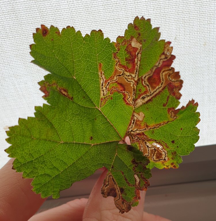 several mines in a leaf