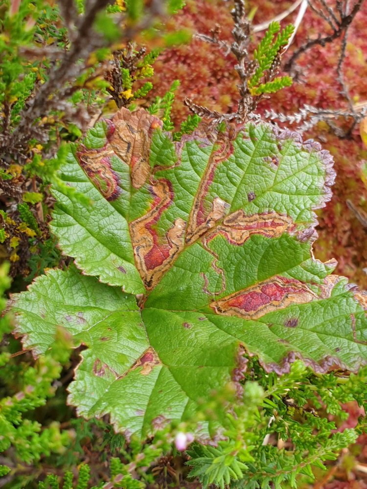 may be many mines on a leaf