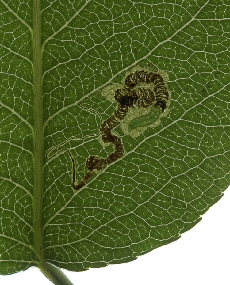 larva in mine