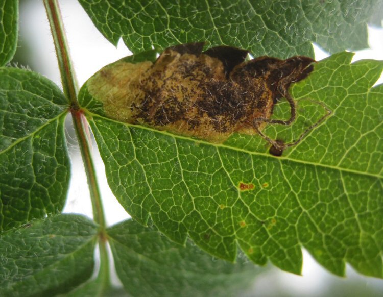 larva in mine