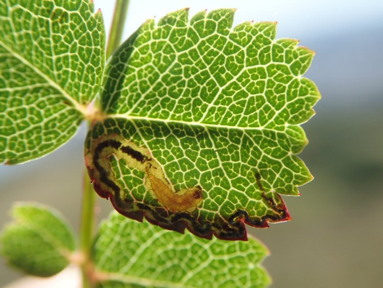 larva in mine