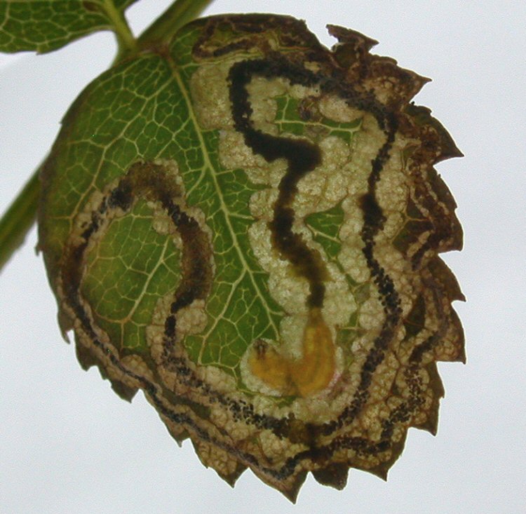 larva in mine