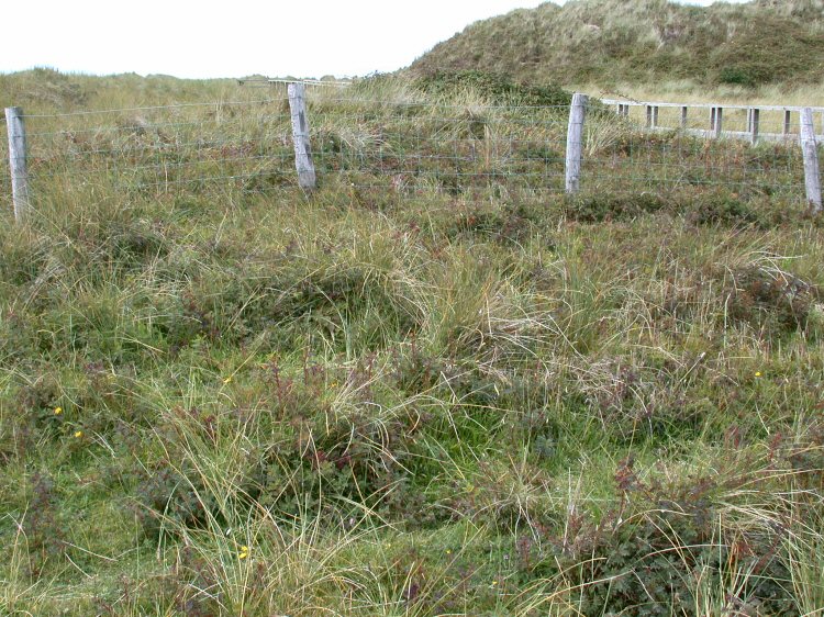 habitat