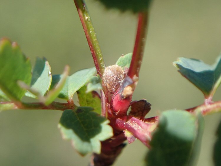 cocoon at base of leaf stalk