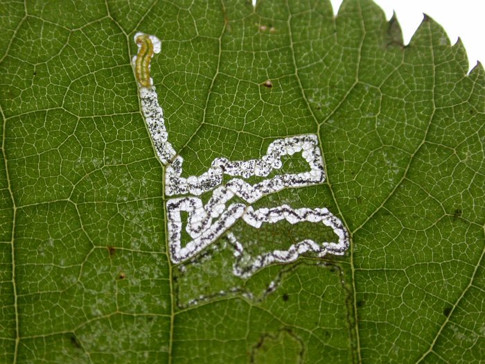 larva in mine