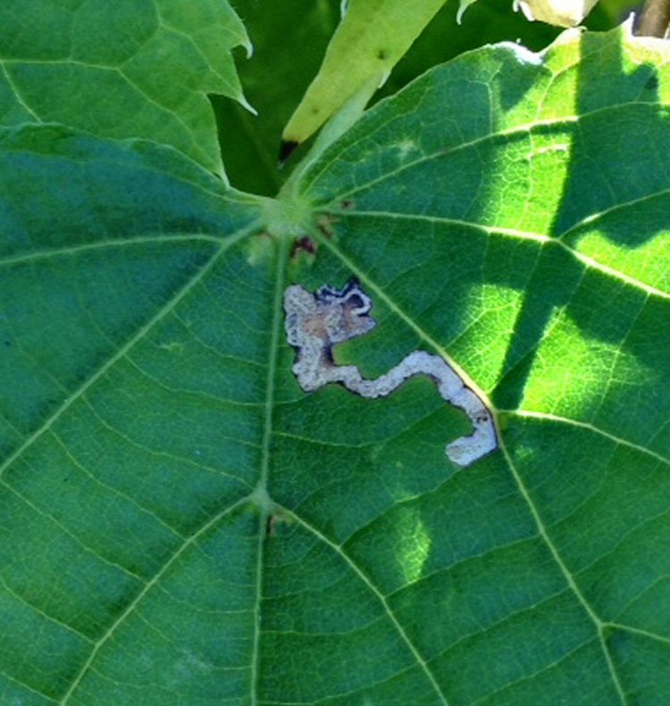 close up detail