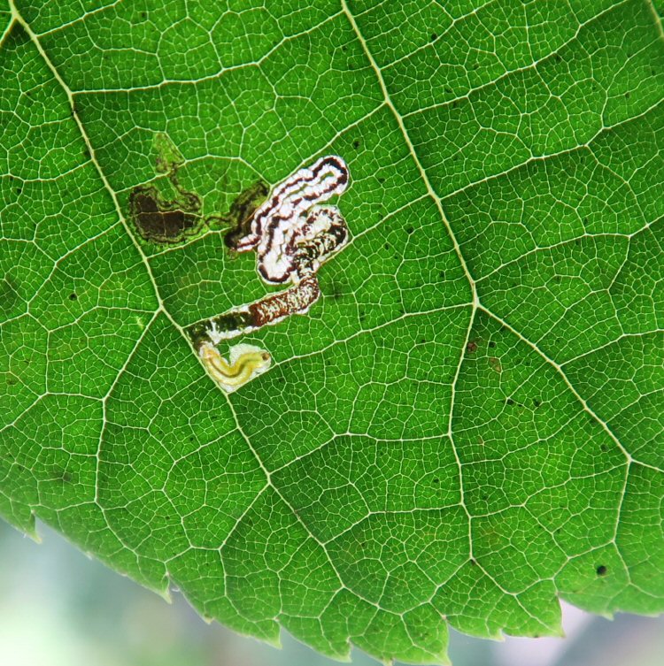 larva in mine