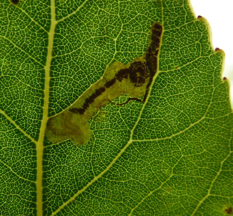 larva in mine