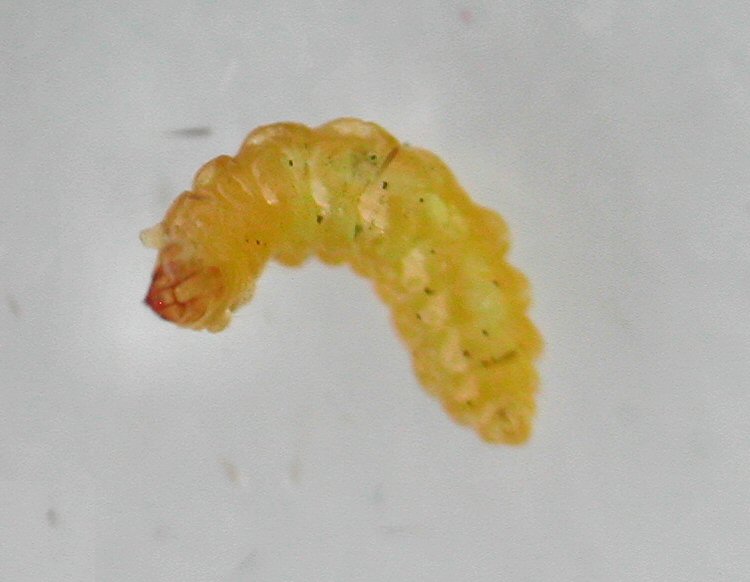 larva