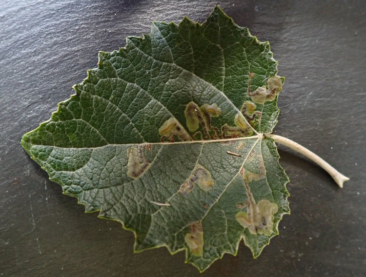 mines with larvae